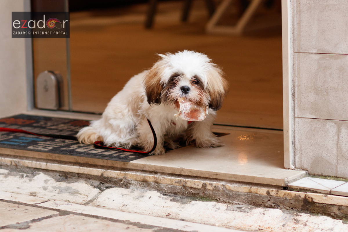 Đir po gradu, subotnja špica 31. ožujka 2018. Maltezer Đir po gradu, subotnja špica 31. ožujka 2018. Maltezer