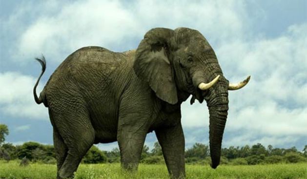 Slon (foto: National geographic)