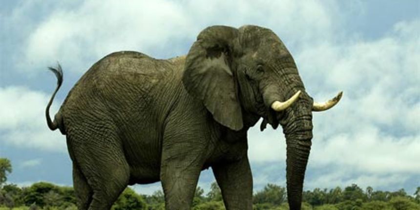 Slon (foto: National geographic)