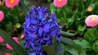 Boje i mirisi proljeća, Foto: CROPIX