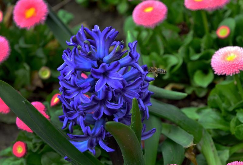 Boje i mirisi proljeća, Foto: CROPIX