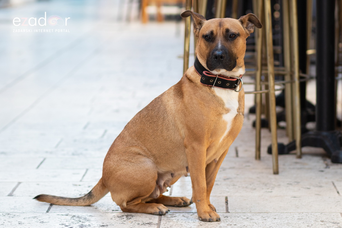 Đir po gradu, subotnja špica 16. veljače 2019. Đir po gradu, subotnja špica 16. veljače 2019.