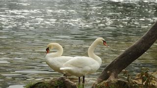 Jesenske boje i ljepote Nacionalnog parka Slapovi Krke oduševljavaju i dalje mnogobrojne turiste iz cijeloga svijeta. Photo: Hrvoje Jelavic/PIXSELL Jesenske boje i ljepote Nacionalnog parka Slapovi Krke oduševljavaju i dalje mnogobrojne turiste iz cijeloga svijeta. Photo: Hrvoje Jelavic/PIXSELL