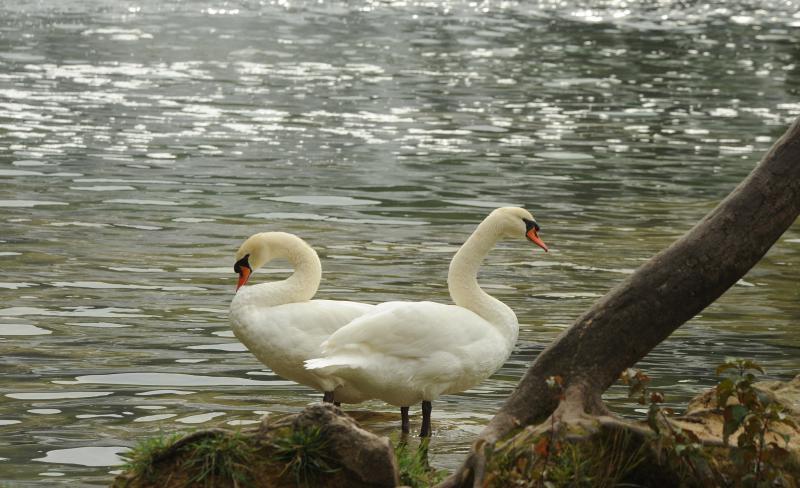 Jesenske boje i ljepote Nacionalnog parka Slapovi Krke oduševljavaju i dalje mnogobrojne turiste iz cijeloga svijeta. Photo: Hrvoje Jelavic/PIXSELL Jesenske boje i ljepote Nacionalnog parka Slapovi Krke oduševljavaju i dalje mnogobrojne turiste iz cijeloga svijeta. Photo: Hrvoje Jelavic/PIXSELL