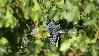 Drniš: Berba grožđa sa više od milijun čokota vinove loze, Photo: Duško Jaramaz/PIXSELL