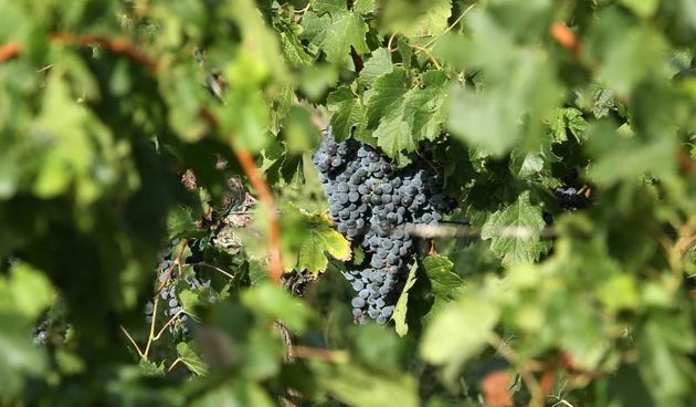 Drniš: Berba grožđa sa više od milijun čokota vinove loze, Photo: Duško Jaramaz/PIXSELL