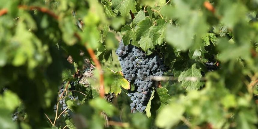 Drniš: Berba grožđa sa više od milijun čokota vinove loze, Photo: Duško Jaramaz/PIXSELL Drniš: Berba grožđa sa više od milijun čokota vinove loze, Photo: Duško Jaramaz/PIXSELL