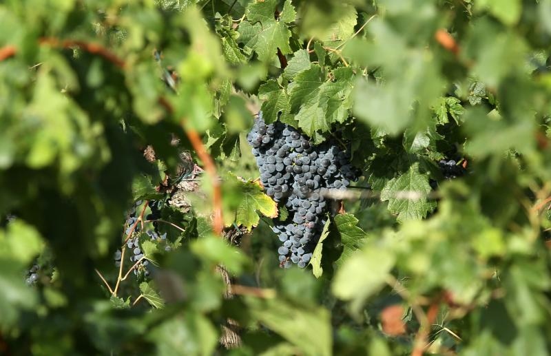 Drniš: Berba grožđa sa više od milijun čokota vinove loze, Photo: Duško Jaramaz/PIXSELL