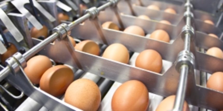 Jajomat, foto: www.agroklub.com Jajomat, foto: www.agroklub.com