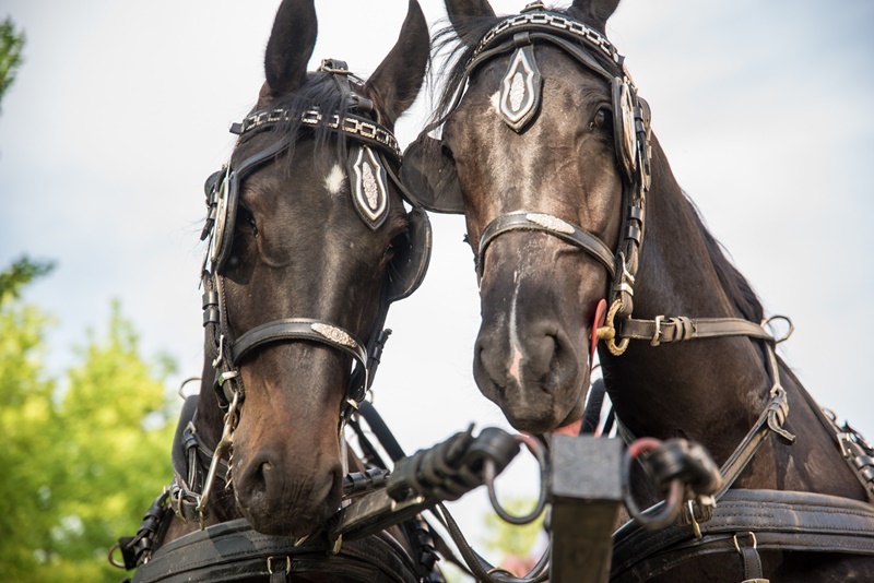 Drugi dan festivala “SVI zaJEDNO HRVATSKO NAJ”! Drugi dan festivala “SVI zaJEDNO HRVATSKO NAJ”!