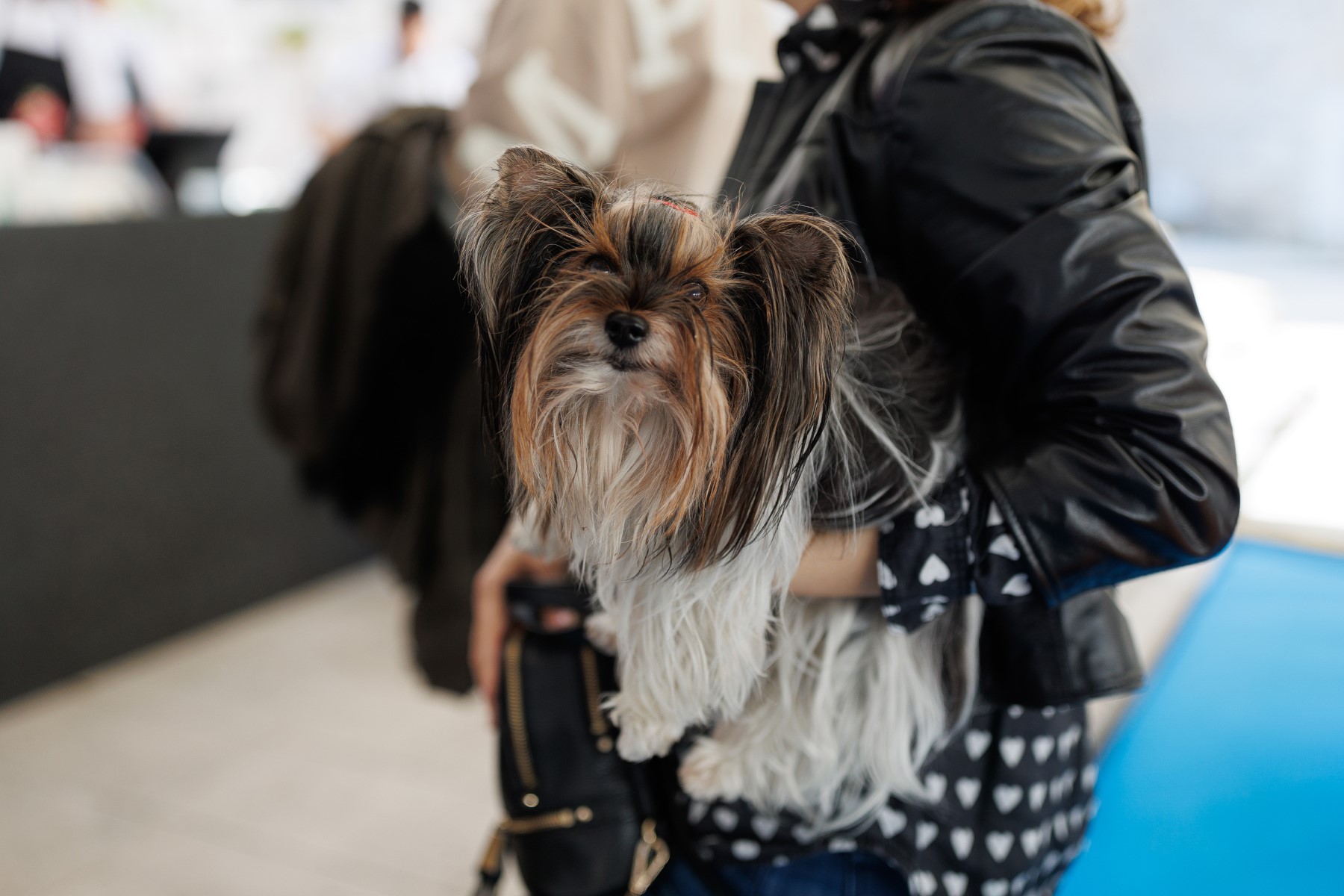 Tuna, Sushi & Wine Festival – petak ujutro Tuna, Sushi & Wine Festival – petak ujutro