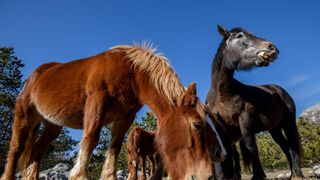 Veliko Rujno: Drago Krapić vlasnik je pedesetak konja koji obitavaju na velebitskim pašnjacima
