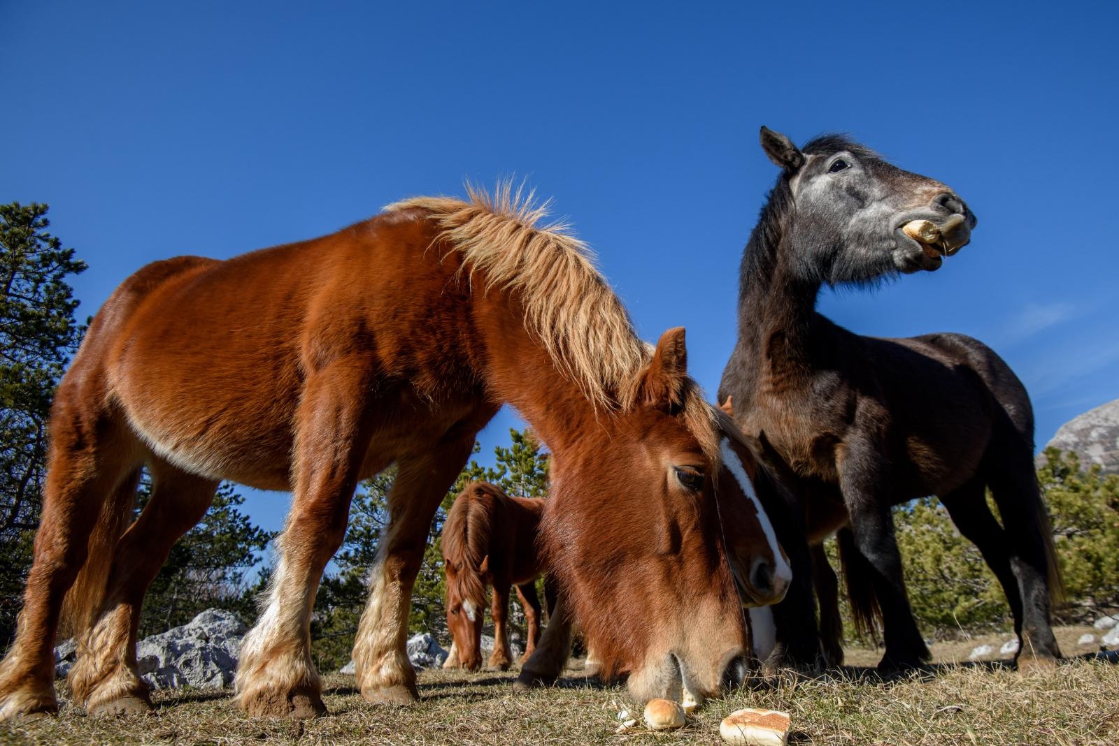 Veliko Rujno: Drago Krapić vlasnik je pedesetak konja koji obitavaju na velebitskim pašnjacima