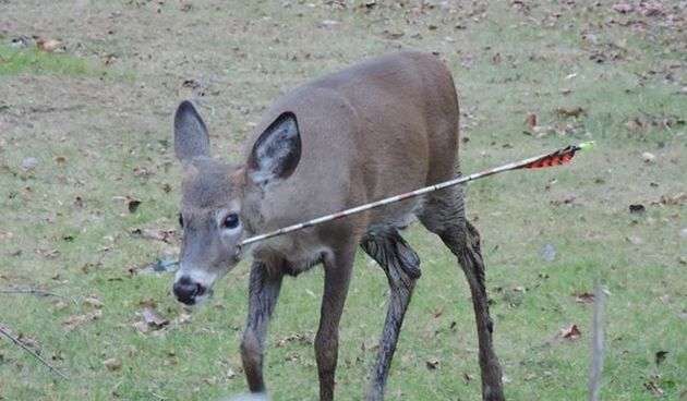 Sramotni lov lukom i strijelom
