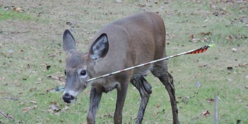 Sramotni lov lukom i strijelom Sramotni lov lukom i strijelom