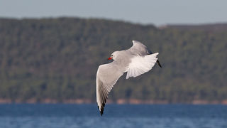Jutarnja svađa galebova, foto: Leo Banić