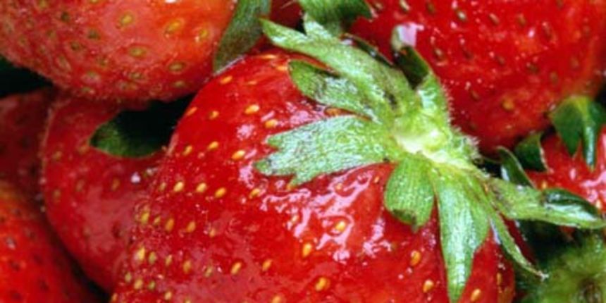 Jagode (Foto: organicgardenfood.com)