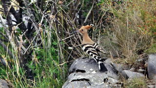 Đir do Kremena, foto: L. Kvarantan