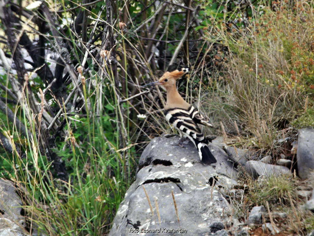 Đir do Kremena, foto: L. Kvarantan