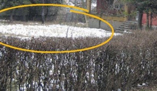 Psi lutalice rastrgali novorođenče u Pirotu u Srbiji (Foto: Press)