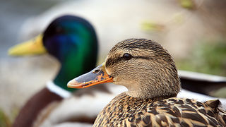 Bled i Bledsko jezero Bled i Bledsko jezero
