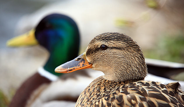 Bled i Bledsko jezero