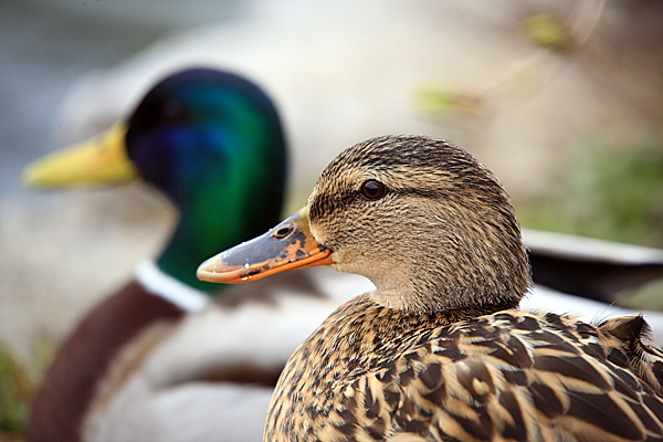 Bled i Bledsko jezero Bled i Bledsko jezero