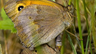 Cvijeće, bube, pauk, foto: Leo Banić