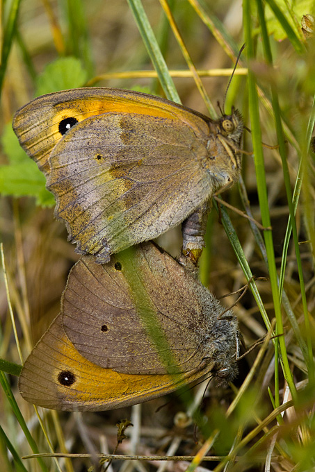Cvijeće, bube, pauk, foto: Leo Banić
