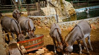 Zaton Obrovački: ZOO s egzotičnim i domaćim životinjama Zaton Obrovački: ZOO s egzotičnim i domaćim životinjama