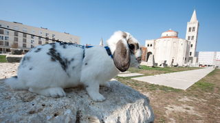 Zadar, 020412
Ove tri djevojcice setaju se gradom vodeci na uzicama svoje nesvakidasnje kucne ljubimce – zecice Bubicu,Vini i Pjegicu.
Na fotografiji: zecica Pjegica na Forumu.
Foto: Luka Gerlanc / CROPIX