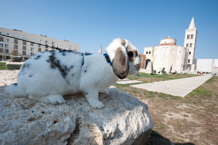 Zadar, 020412
Ove tri djevojcice setaju se gradom vodeci na uzicama svoje nesvakidasnje kucne ljubimce – zecice Bubicu,Vini i Pjegicu.
Na fotografiji: zecica Pjegica na Forumu.
Foto: Luka Gerlanc / CROPIX