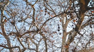 Đir po gradu, 22. siječnja 2016., foto: Iva Perinčić Đir po gradu, 22. siječnja 2016., foto: Iva Perinčić