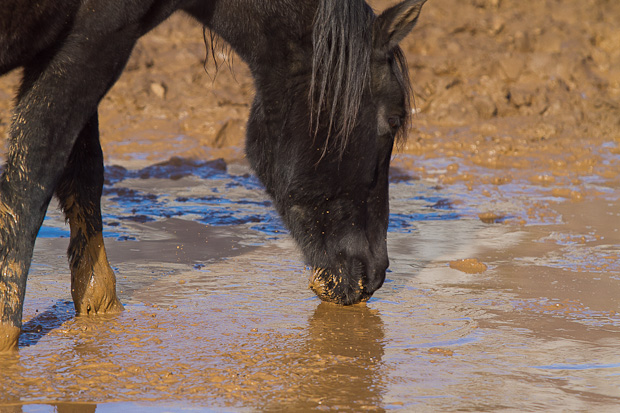 Divlji konji, foto: Leo Banić