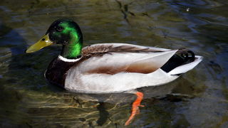 Nedjeljni izlet u Nacionalni park Krka Nedjeljni izlet u Nacionalni park Krka