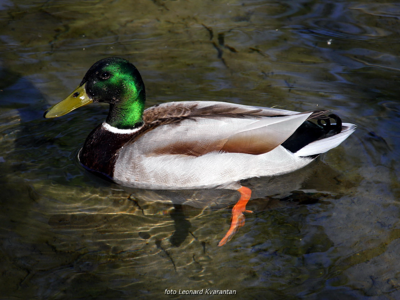 Nedjeljni izlet u Nacionalni park Krka Nedjeljni izlet u Nacionalni park Krka