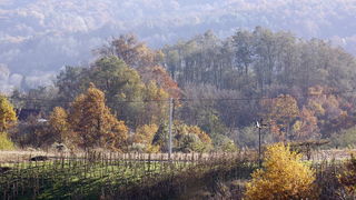 Varazdin, 301010.
Na podrucju brdovitog dijela opcine Vinice, koja je udaljena petnaest-ak kilometara od Varazdina ovih dana se moze vidjeti predivan spektar boja koje su nam dostupne samo nekoliko dana u godini.
Naime, pocetak opadanja lisca s drveca i p Varazdin, 301010.
Na podrucju brdovitog dijela opcine Vinice, koja je udaljena petnaest-ak kilometara od Varazdina ovih dana se moze vidjeti predivan spektar boja koje su nam dostupne samo nekoliko dana u godini.
Naime, pocetak opadanja lisca s drveca i p