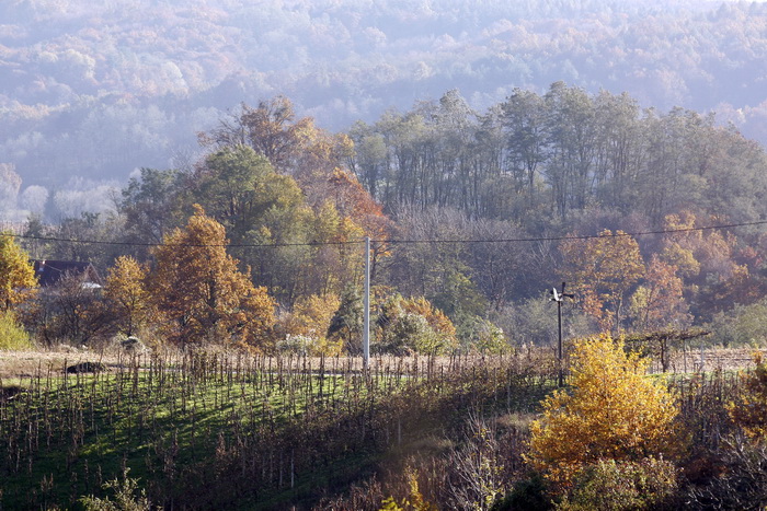 Varazdin, 301010.
Na podrucju brdovitog dijela opcine Vinice, koja je udaljena petnaest-ak kilometara od Varazdina ovih dana se moze vidjeti predivan spektar boja koje su nam dostupne samo nekoliko dana u godini.
Naime, pocetak opadanja lisca s drveca i p Varazdin, 301010.
Na podrucju brdovitog dijela opcine Vinice, koja je udaljena petnaest-ak kilometara od Varazdina ovih dana se moze vidjeti predivan spektar boja koje su nam dostupne samo nekoliko dana u godini.
Naime, pocetak opadanja lisca s drveca i p