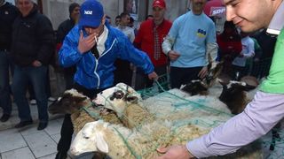 Poznata zadarska skupina Bleke i Konji na karnevalskoj povorci pojavila se sa stadom ovaca koje su doveli na sredisnji gradski trg. Clanovi skupine bili su obuceni u majice hrvatskih politickih stranaka koje su medjusobno izmjenjivali uz domoljubne pjesme