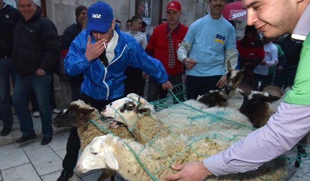Poznata zadarska skupina Bleke i Konji na karnevalskoj povorci pojavila se sa stadom ovaca koje su doveli na sredisnji gradski trg. Clanovi skupine bili su obuceni u majice hrvatskih politickih stranaka koje su medjusobno izmjenjivali uz domoljubne pjesme