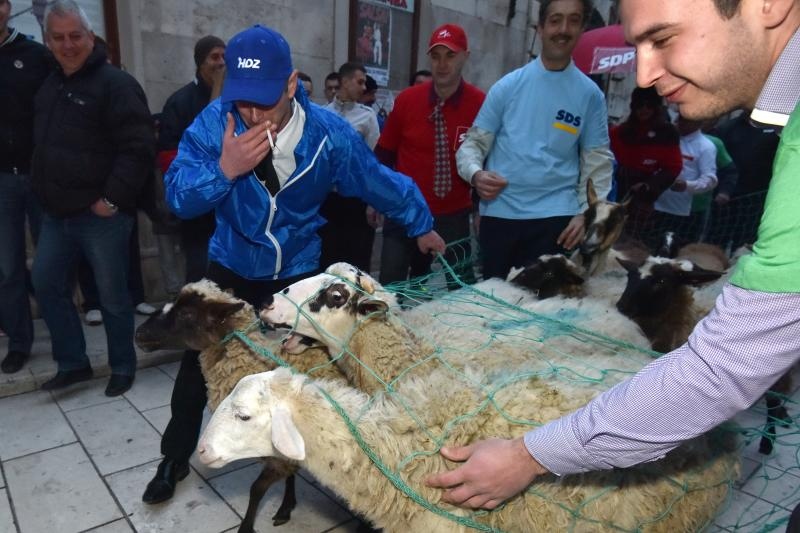 Poznata zadarska skupina Bleke i Konji na karnevalskoj povorci pojavila se sa stadom ovaca koje su doveli na sredisnji gradski trg. Clanovi skupine bili su obuceni u majice hrvatskih politickih stranaka koje su medjusobno izmjenjivali uz domoljubne pjesme