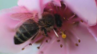 Boje i mirisi proljeća, Foto: CROPIX