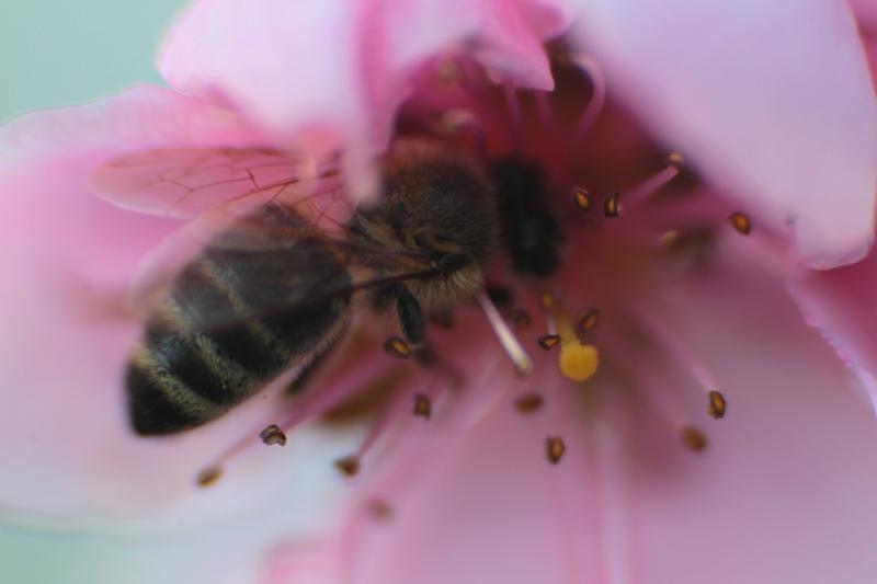 Boje i mirisi proljeća, Foto: CROPIX