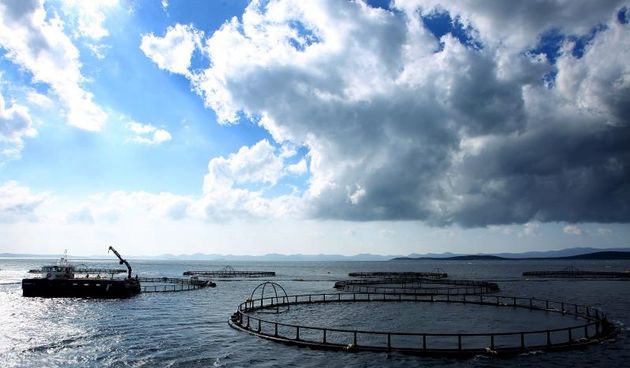 Cromaris. Kavezi gdje se uzgajaju ribe u Lamjani na Ugljanu.