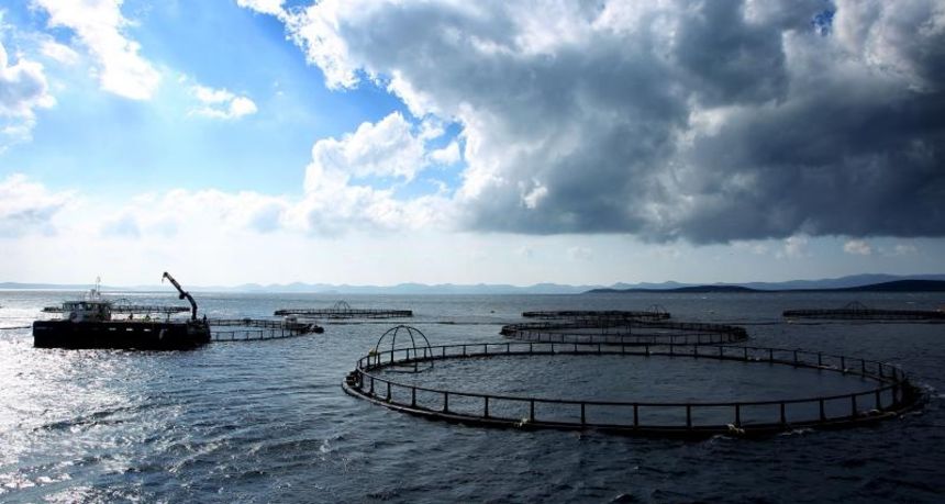 Cromaris. Kavezi gdje se uzgajaju ribe u Lamjani na Ugljanu. Cromaris. Kavezi gdje se uzgajaju ribe u Lamjani na Ugljanu.