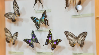 11. Noć muzeja u Zadru, foto-Iva Perinčić 11. Noć muzeja u Zadru, foto-Iva Perinčić