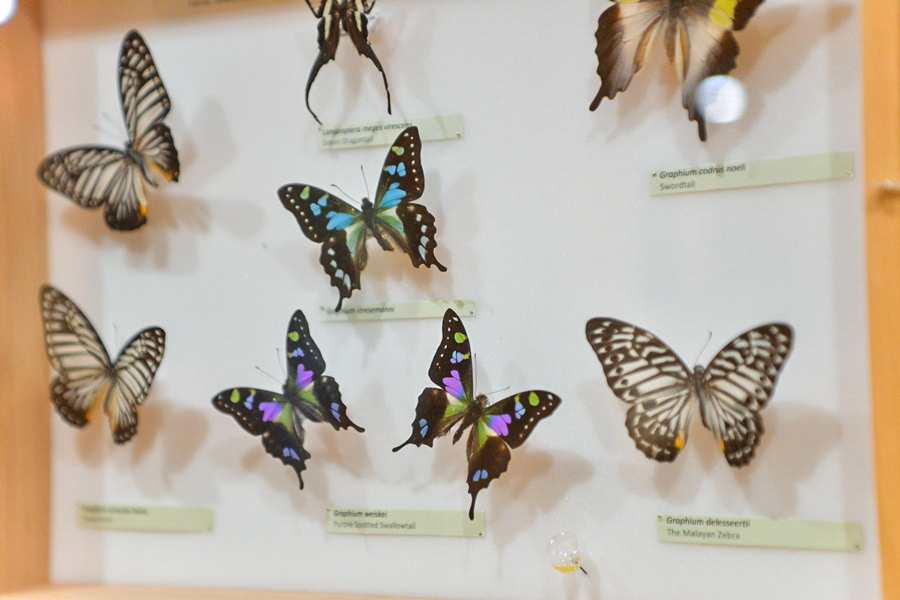 11. Noć muzeja u Zadru, foto-Iva Perinčić 11. Noć muzeja u Zadru, foto-Iva Perinčić