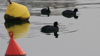 Liske u uvali Bregdetti