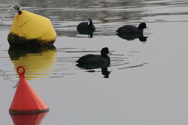 Liske u uvali Bregdetti