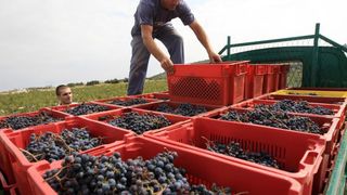 Primošten. Počela berba grožđa od kojeg se pravi svjetski poznato vino Babić. Photo: Duško Jaramaz/PIXSELL Primošten. Počela berba grožđa od kojeg se pravi svjetski poznato vino Babić. Photo: Duško Jaramaz/PIXSELL
